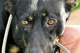 Ziajka kochana, łagodna, nieśmiała suczka ADOPCJA,  śląskie Katowice