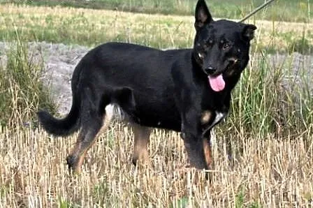 Ziajka kochana, łagodna, nieśmiała suczka ADOPCJA,
