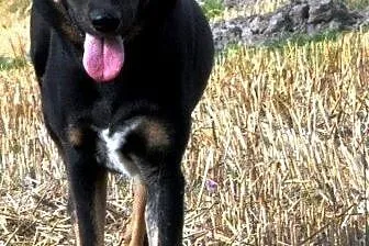 Ziajka kochana, łagodna, nieśmiała suczka ADOPCJA,