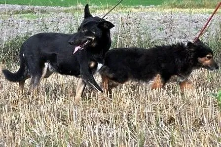 Ziajka kochana, łagodna, nieśmiała suczka ADOPCJA,
