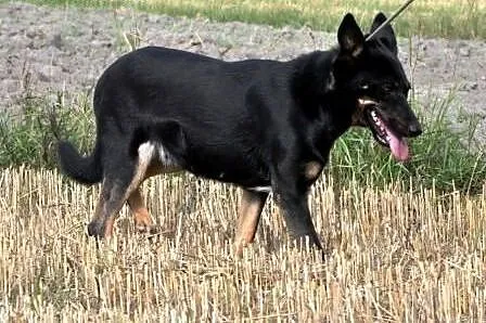 Ziajka kochana, łagodna, nieśmiała suczka ADOPCJA,