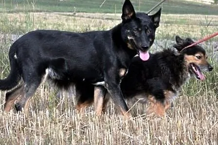 Ziajka kochana, łagodna, nieśmiała suczka ADOPCJA,