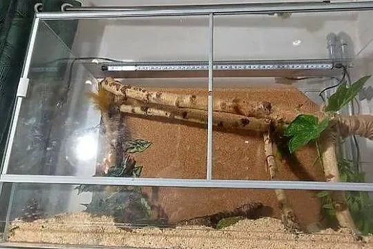 Terrarium, Śląskie, Tychy