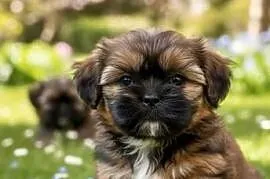 Shih Tzu