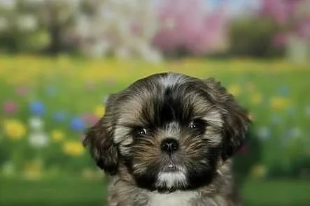 Shih Tzu, Mazowieckie, Radom