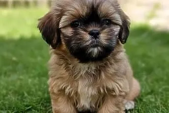 Shih Tzu, Mazowieckie, Radom