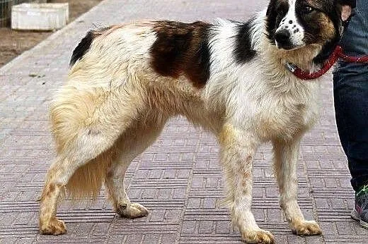 WOLTA elegancka, większa, zrównoważona sunia,  pod