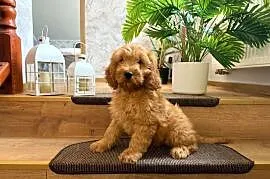 Cockapoo hybryda F1