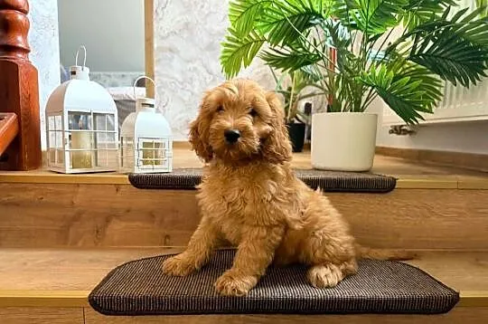 Cockapoo hybryda F1