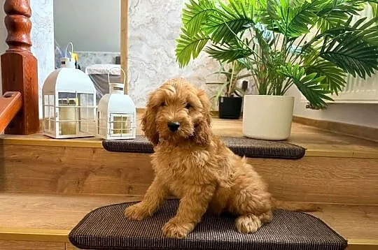 Cockapoo hybryda F1, Pomorskie, Starogard Gdański
