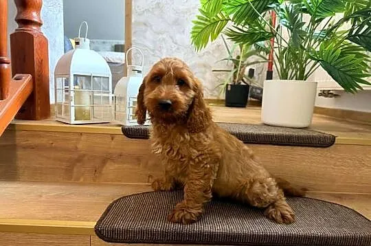 Cockapoo hybryda F1, Pomorskie, Starogard Gdański