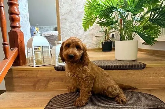 Cockapoo hybryda F1, Pomorskie, Starogard Gdański