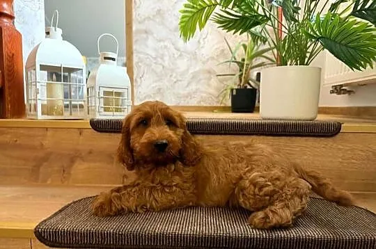 Cockapoo hybryda F1, Pomorskie, Starogard Gdański