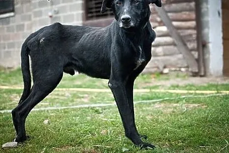Lucky od ponad 2lat szuka kochającej rodziny !,  m