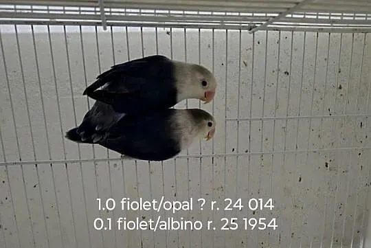 Sprzedam parę nierozłączek