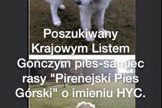Pomóż odnaleźć HYCA!,  mazowieckie Nowy Dwór Mazow