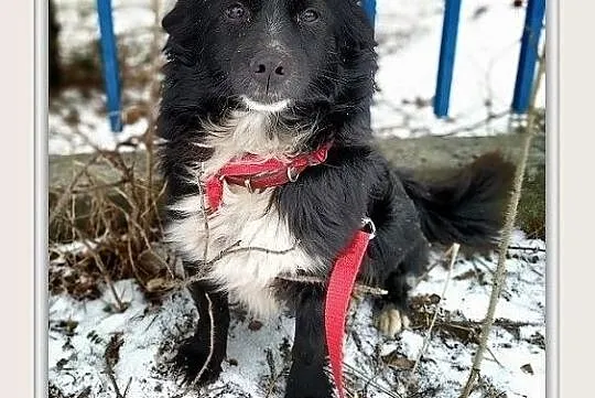 PLUSIO,8kg,maly,łagodny,tulaśny,szczepiony piesek.ADOPCJA, Łódzkie, Łódź