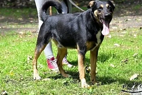 Gonzo - psiak dla osoby aktywnej szuka domu,  śląs