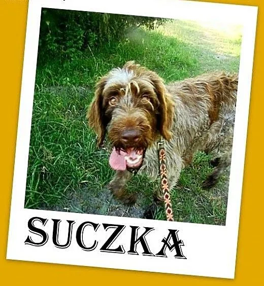 Wyżeł czeski fousek,suka,łagodna,wesoła,towarzyska