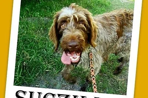 Wyżeł czeski fousek,suka,łagodna,wesoła,towarzyska