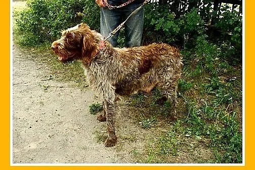 Wyżeł czeski fousek,suka,łagodna,wesoła,towarzyska