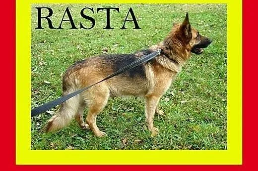 Pies marzenie,łagodny,wierny,przyjacielski,pies RASTA,  dolnośląskie Wrocław