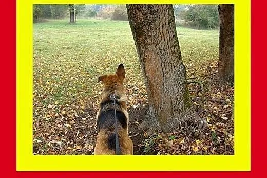 Pies marzenie,łagodny,wierny,przyjacielski,pies RA