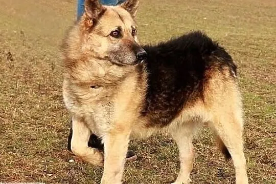 Piękny spokojny zrównoważony piesek poleca się do adopcji
