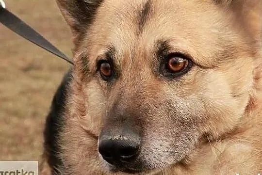 Piękny spokojny zrównoważony piesek poleca się do adopcji, Wielkopolskie, Poznań