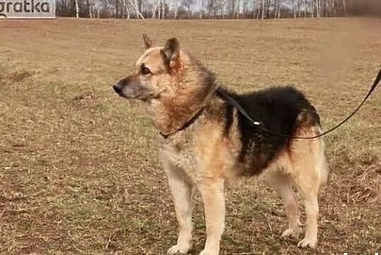 Piękny spokojny zrównoważony piesek poleca się do adopcji, Wielkopolskie, Poznań