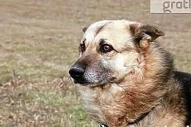 Piękny spokojny zrównoważony piesek poleca się do adopcji, Wielkopolskie, Poznań