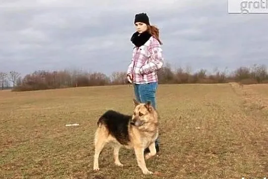 Piękny spokojny zrównoważony piesek poleca się do adopcji, Wielkopolskie, Poznań
