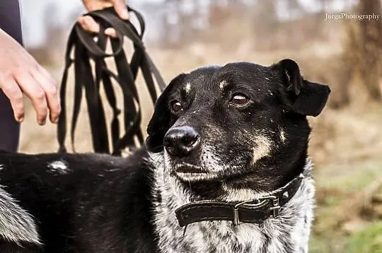 Kropek z pechową historią czeka na pozytywne zakończenie...