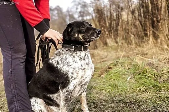 Kropek z pechową historią czeka na pozytywne zakoń