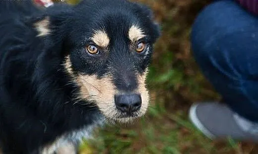 Haker - słodki pyszczek do adopcji. Schronisko to