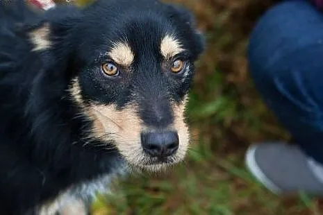 Haker - słodki pyszczek do adopcji. Schronisko to 