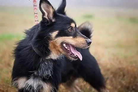 Haker - słodki pyszczek do adopcji. Schronisko to 