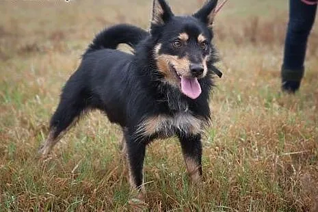 Haker - słodki pyszczek do adopcji. Schronisko to 