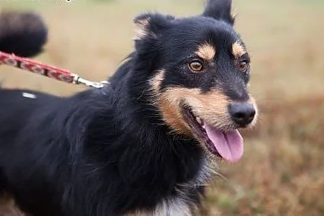 Haker - słodki pyszczek do adopcji. Schronisko to 