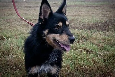 Haker - słodki pyszczek do adopcji. Schronisko to 