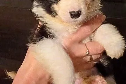 Mezo,piesek Border Collie, Łódzkie, Łódź