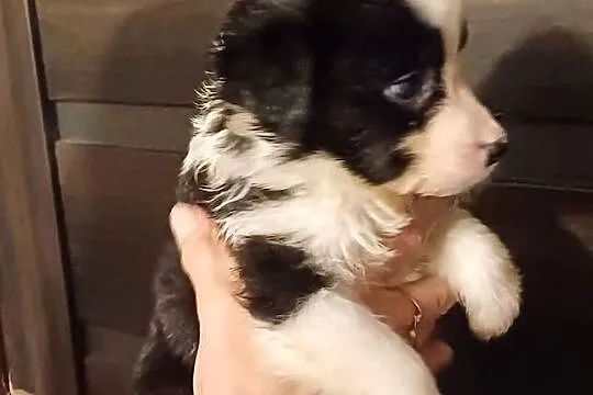 Mezo,piesek Border Collie, Łódzkie, Łódź
