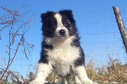 Szczeniak Suczka BORDER COLLIE z Hodowli - Rasowa pełna dok.