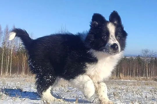 Szczeniak Suczka BORDER COLLIE z Hodowli - Rasowa pełna dok., Małopolskie, Kraków