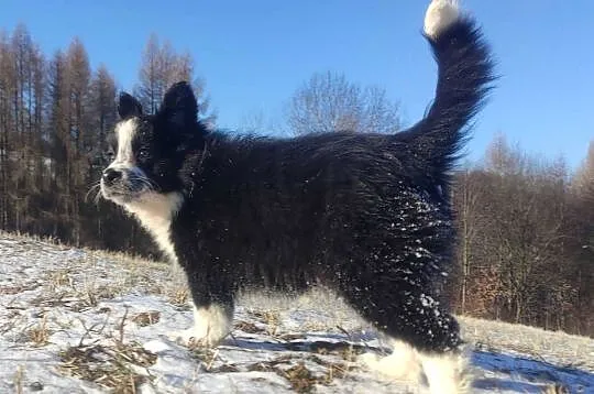 Szczeniak Suczka BORDER COLLIE z Hodowli - Rasowa pełna dok., Małopolskie, Kraków