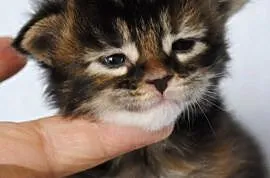 Kociaczki  maine coon z prawdziwym rodowodem.