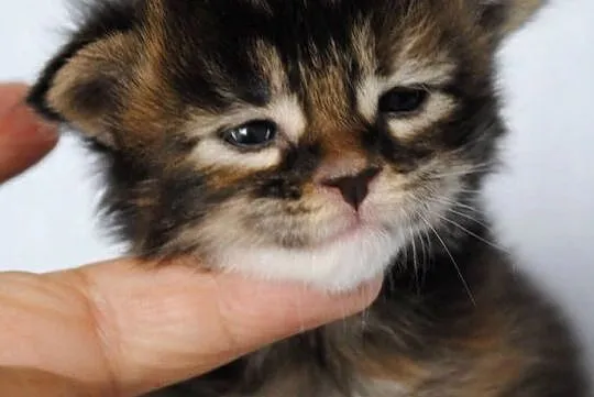 Kociaczki  maine coon z prawdziwym rodowodem.