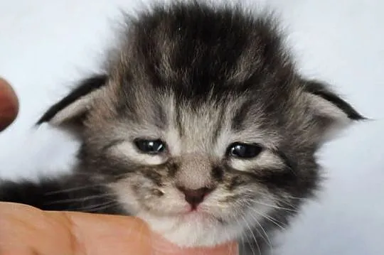Kociaczki  maine coon z prawdziwym rodowodem., Dolnośląskie, Brzezia Łąka
