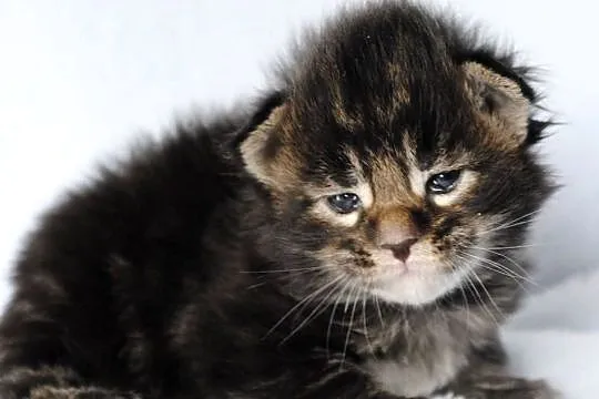 Kociaczki  maine coon z prawdziwym rodowodem., Dolnośląskie, Brzezia Łąka