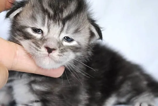 Kociaczki  maine coon z prawdziwym rodowodem., Dolnośląskie, Brzezia Łąka